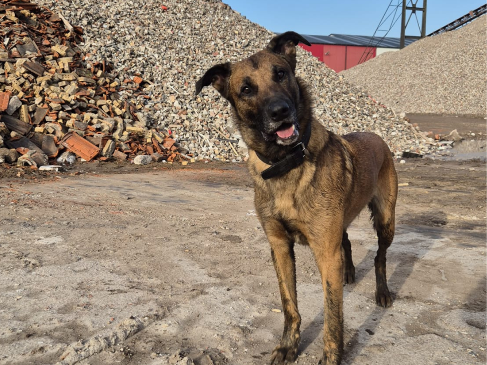 Reddingshonden in actie op onze locatie in Dongen!